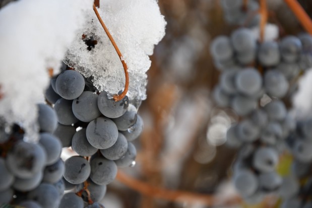 fot. shutterstock.com Zachodniopomorskie: Rozpoczęto zimowe winobranie w Baniewicach