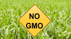 Znowelizowano ustawę o GMO. Kukiz'15: To nie zabezpiecza interesu rolników i konsumentów