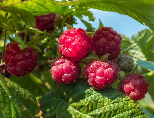 fot. shutterstock Rola składników pokarmowych w nawożeniu malin