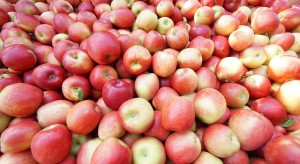 Trwa trudny sezon przechowalniczy.  Nie będzie łatwo z utrzymaniem jakości jabłek