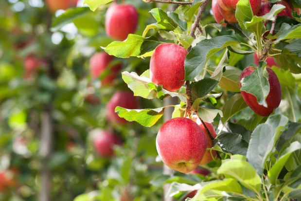 fot. shutterstock.com WAPA: Zbiory jabłek na półkuli południowej na poziomie z ubiegłego sezonu