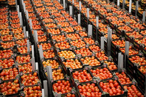 fot. materiały prasowe Prezes VegaPolu o produkcji pomidorów: To nie jest taki spokojny biznes, jakby się mogło wydawać