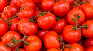 Indie: Rolnicy rozsypują pomidory na drogach z powodu niskich cen