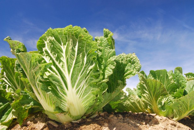 fot. shutterstock.com Yuanbao – odmiana kapusty pekińskiej odporna na mszyce