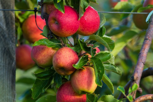 fot. shutterstock.com Krzysztof Krupa, Syngenta: Produkcja jabłek bez przekroczonych pozostałości jest możliwa