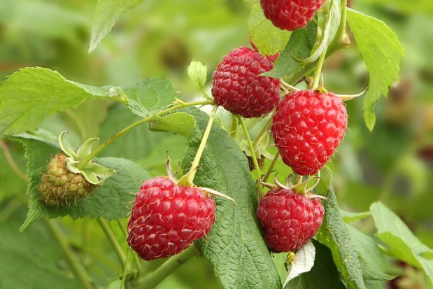 fot. shutterstock.com Nowy produkt od Elvita o działaniu antystresowym