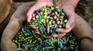 Copa i Cogeca debatują nad przyszłością unijnego sektora oliwy z oliwek we WPR 