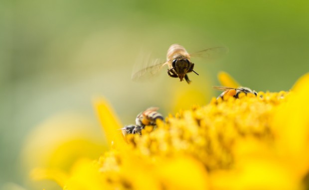 Obce pszczoły zagrażają przetrwaniu roślin?