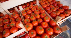Eksport pomidorów z Polski w ciągu 11 miesięcy 2017 r. spadł o 11 % 