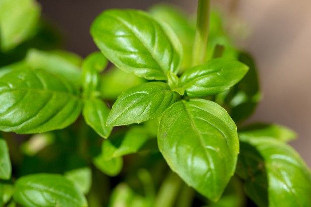 fot. shutterstock.com Włoska firma L'Ortolano wprowadza trzy nowe odmiany bazylii