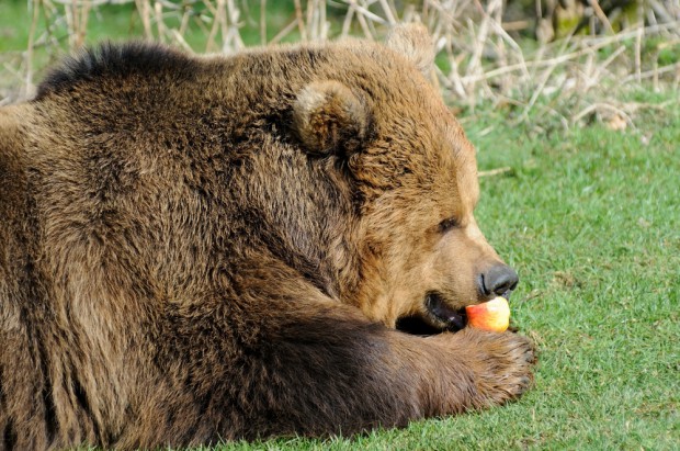 fot. shutterstock.com Bieszczady: Leśnicy sadzą drzewa owocowe, aby zatrzymać niedźwiedzie w lesie