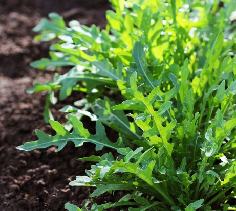fot. shutterstock.com Rijk Zwaan wzbogaca asortyment o odmiany rukoli – Rocketeerz