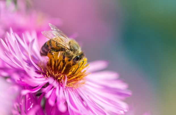 fot. shutterstock.com Syngenta rusza z czwartą edycją akcji na rzecz owadów zapylających