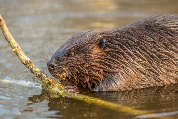 fot.shutterstock.com RDOŚ: Sadownicy wnioskują o odszkodowania za szkody wyrządzone przez bobry (zdjęcia)