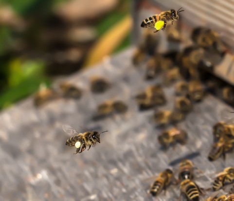 USA: Walmart opatentuje robotyczne pszczoły