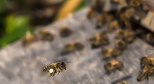 USA: Walmart opatentuje robotyczne pszczoły