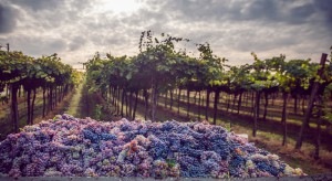 Globalne ocieplenie przyśpieszyło winobranie we Włoszech