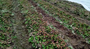 Raport sadowniczy firmy Agrii - uprawy jagodowe
