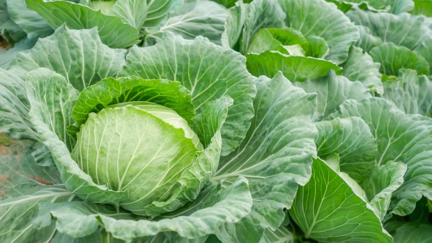fot. shutterstock.com Nowy preparat do ochrony kapusty głowiastej od Innvigo