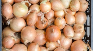 Ceny cebuli w Polsce zaczynają rosnąć