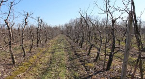 Zwalczanie szkodników jabłoni wczesną wiosną
