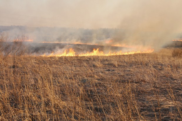 Podkarpackie: Koło Tarnobrzega płonęło 60 hektarów nieużytków