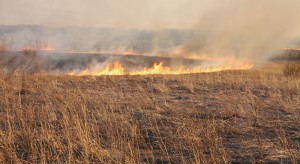 Podkarpackie: Koło Tarnobrzega płonęło 60 hektarów nieużytków