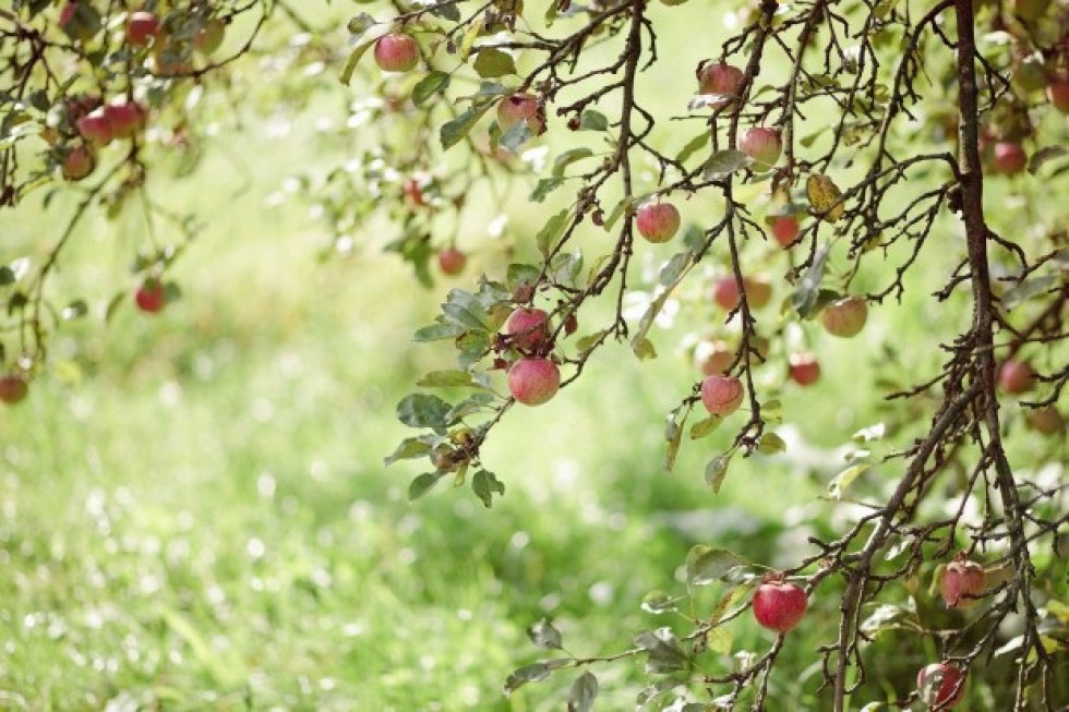 Stare odmiany jabłoni - czy nostalgia jest uzasadniona?