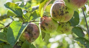 Parch większym zagrożeniem w sadach o znacznym porażeniu liści i owoców w 2017 r.