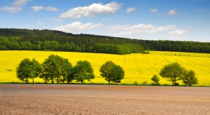 Ukraina: Rząd przekaże 500 tys. hektarów gruntów rolnych 