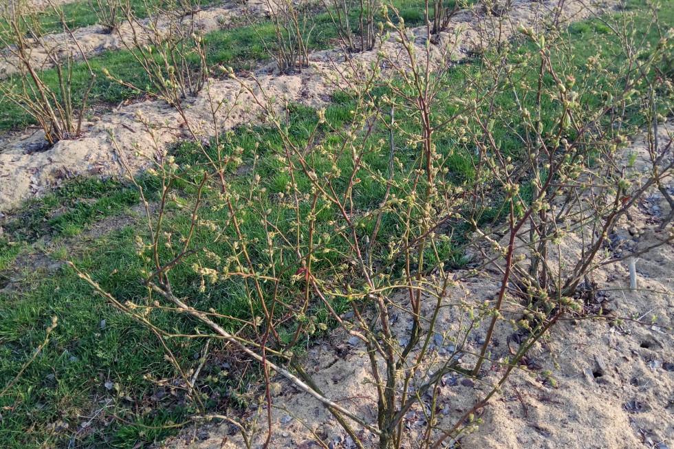 Plantacja Grzegorza Boguckiego, gm. Sobienie-Jeziory W produkcji borówek łatwo o błąd. Porażkę można ponieść już na starcie (foto)