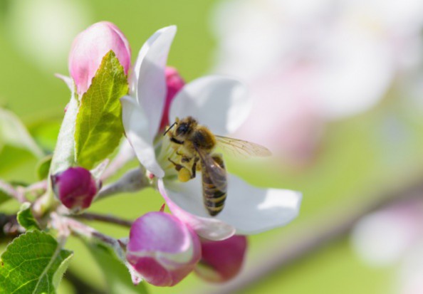 Pszczoły nie nadążają za szybko rozwijającą się przyrodą