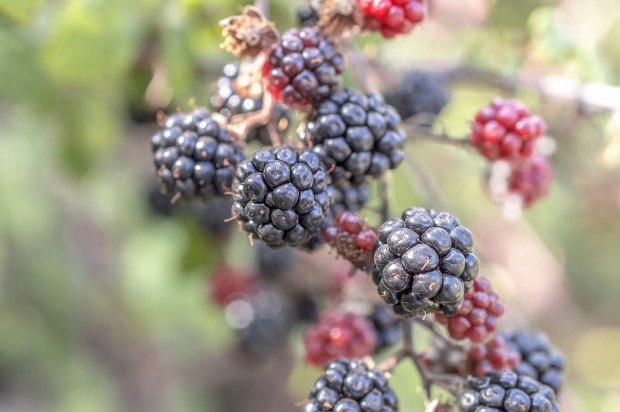 fot. pixabay.com Szkodniki jeżyny – lustracje na początku sezonu