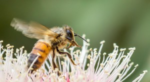 Niska temperatura lekiem na warrozę pszczół