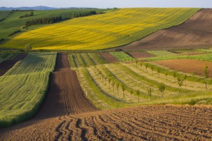 Małopolskie: ponad 76,5 mln zł z PROW na scalanie gruntów rolnych