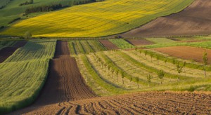 Małopolskie: ponad 76,5 mln zł z PROW na scalanie gruntów rolnych