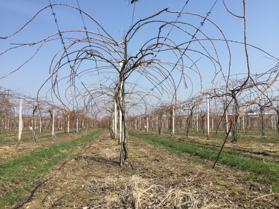 Plantacja MiniKiwi przygotowana do wiosny/ fot. dr hab. Piotr Latocha Zabiegi na plantacjach MiniKiwi wczesną wiosną