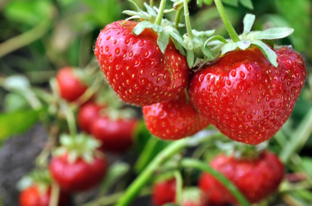 fot. shutterstock.com Od czego zależy sukces w produkcji owoców truskawki do przetwórstwa?