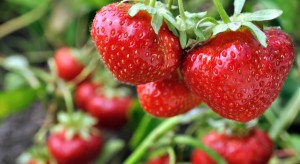 Od czego zależy sukces w produkcji owoców truskawki do przetwórstwa?