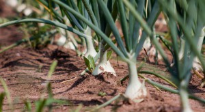 Nasilenie występowania mączniaka rzekomego cebuli w sezonie 2017
