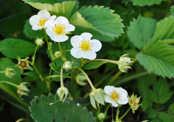 fot. shutterstock.com Kwitnienie truskawki: Ochrona plantacji przed szarą pleśnią i białą plamistością liści