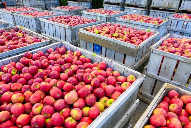 fot. shutterstock.com WAPA: w polskich chłodniach w kwietniu przechowywano 286 tys. ton jabłek