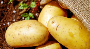 Szwecja: Młode ziemniaki wylicytowano za 820 zł/kg!