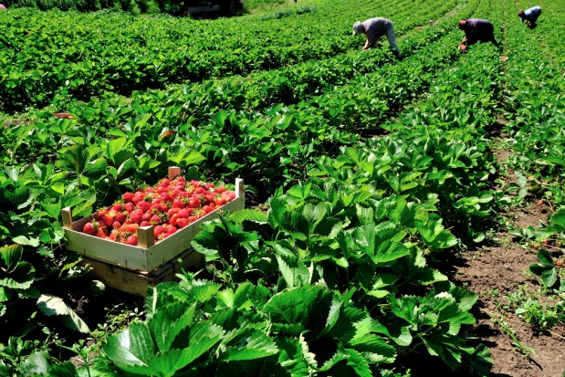 fot. shutterstock.com Truskawki 2018: Plantatorzy mają problem ze znalezieniem pracowników