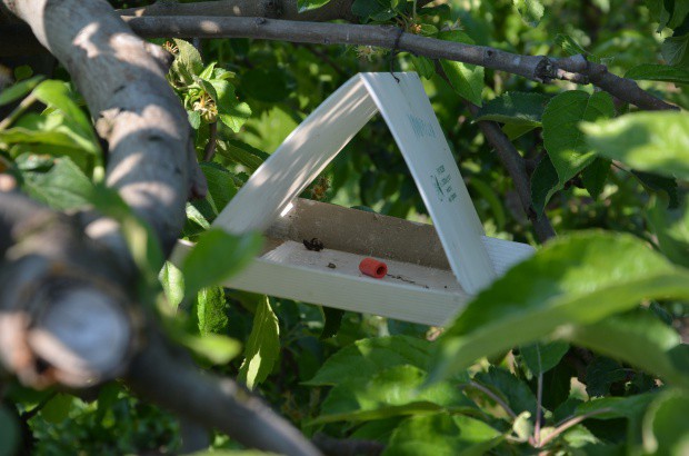 Szkodniki w sadzie: Owocówka jabłkóweczka – zwalczanie I pokolenia 