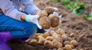 Konsumpcja ziemniaka spada - producenci mają problem