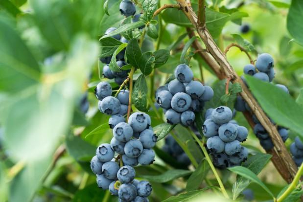 fot.shutterstock.com Zbiory jagodowych 2017: wzrost produkcji jedynie borówki wysokiej
