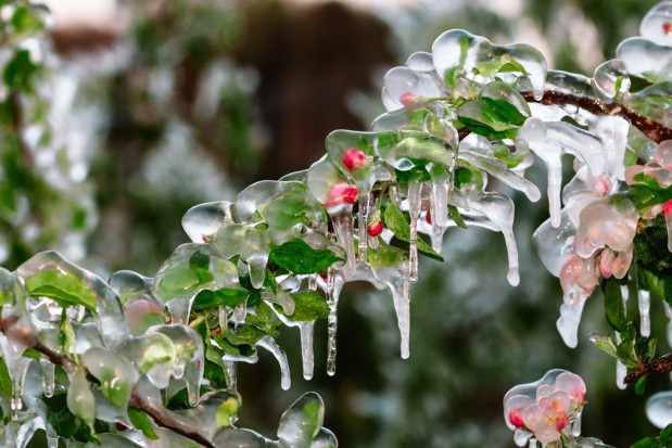fot.shutterstock.com Chiny: Kwietniowe mrozy uderzyły w produkcję jabłek