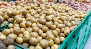 Problem z eksportem i nadmierny import psują krajowy rynek ziemniaków