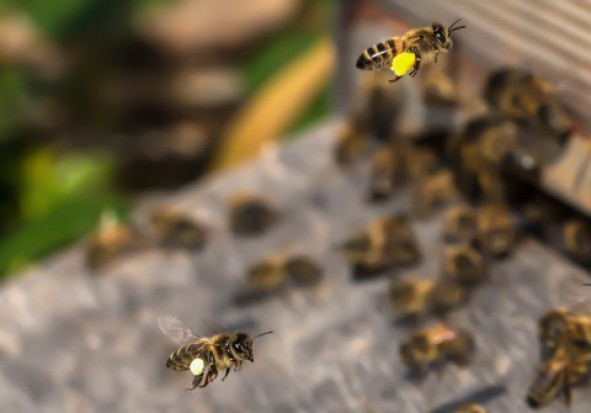 fot. pixabay.com Agroscope: opracowano metodę badania ruchów pszczół za pomocą technologii RFID
